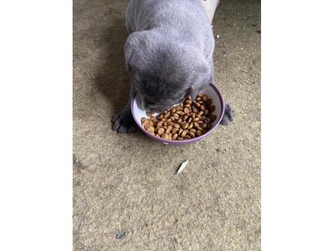 40 Günlük Şecereli Safkan Cane Corso