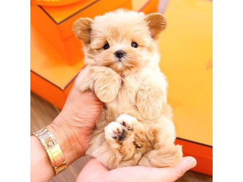Maltipoo Cinsi Bebeklerim