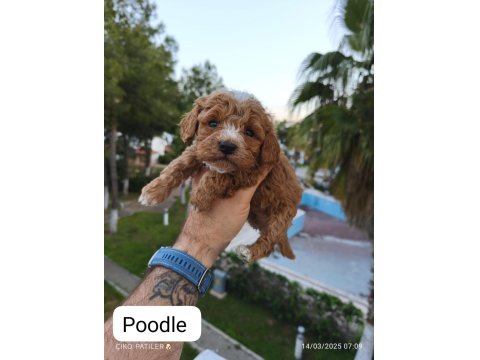 Sevimli Poodle Dişi Ve Erkek Yavrularımız