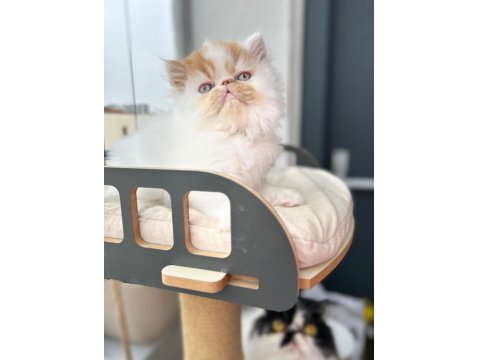 Saf Irk Persian Erkek