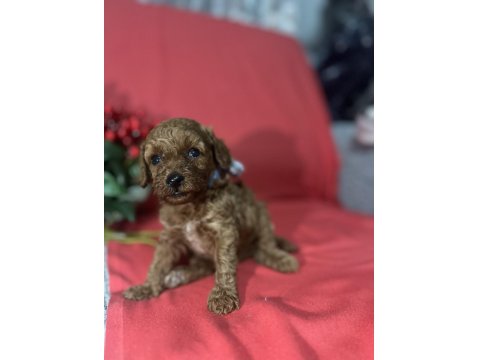 Kore Poodle Bebeklerimiz