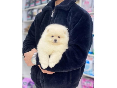 A Kalite Pomeranian Boo Yavrular