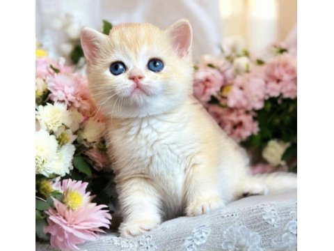 Lisanslı Üretim Evinden British Shorthair Golden