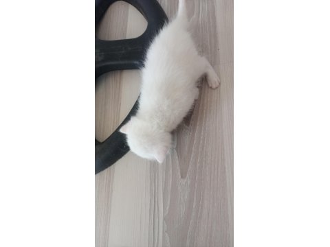 Yavru British Yavrular