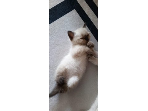 Safkan British Shorthair Anne Ve Babadan Olma Minik Yürekler