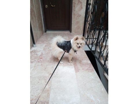 Köpeğimiz Yeni Sahibini Bekliyor