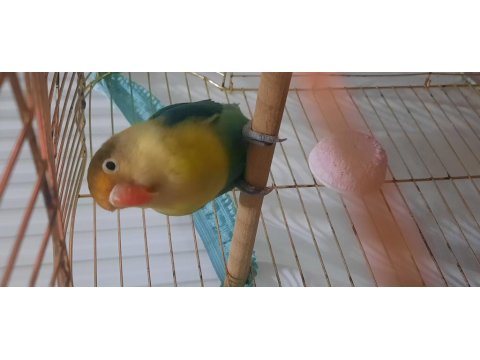 Aile Evinden Yavru Cennet Papağanı