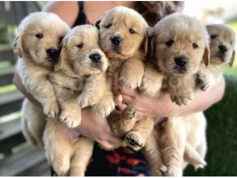 Yavru Golden Retriever Köpekler Sağlık Ve Irk Garantilidir