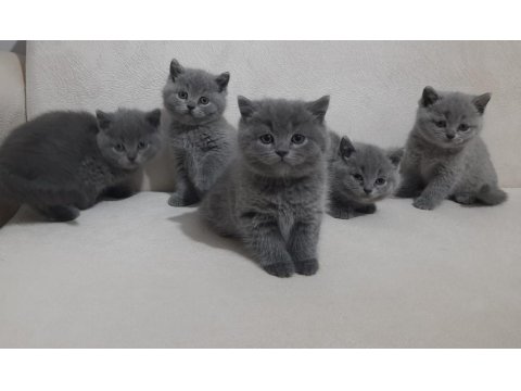 British Shorthair Dişi Ve Erkek Bebeklerimiz Yeni Yuvalarını Arıyor