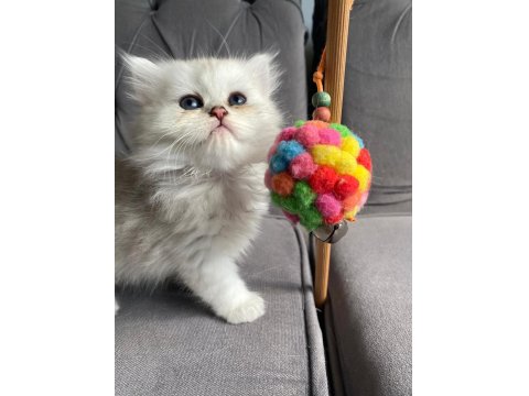 Safkan Ns1133 Silver British Bebekler