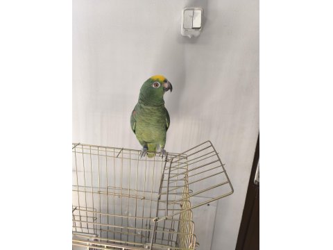 Full Evcil Amazon Papağanı