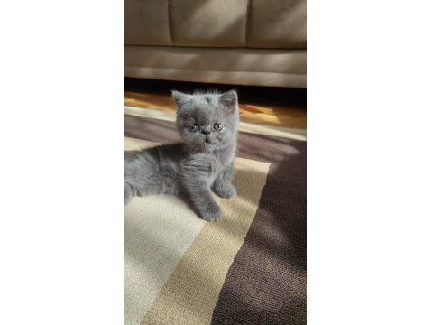 50 Günlük British Kızlarımız