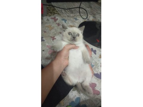 50 Günlük British Shorthair Yavrular Yuvalarına Gitmeye Hazır