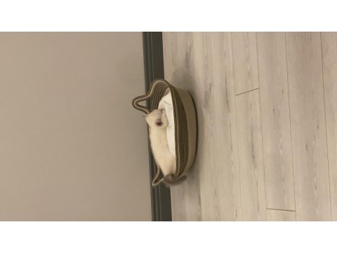 British Kedisi Yavrusu