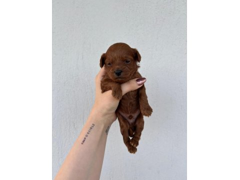 Toy Poodle Bebek Köpekler