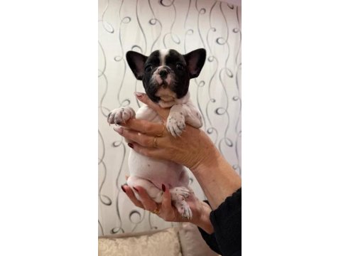 Oyun Arkadaşı French Bulldog Bebeklerimiz