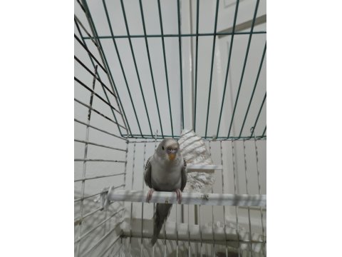 Nadir Renkli Muhabbet Kuşu