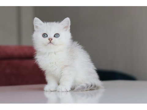 Full Şecereli Babadan Teslime Hazır Dişi Kedimiz