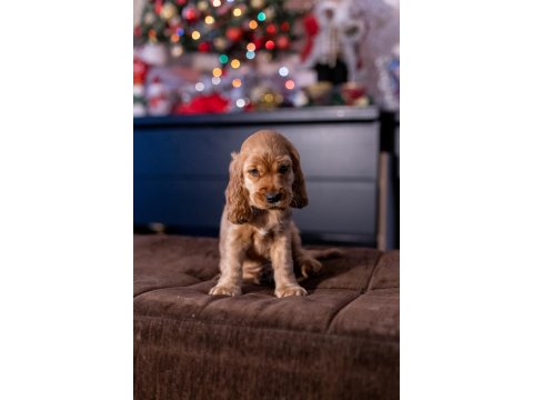 Safkan İngiliz Cocker Spaniel