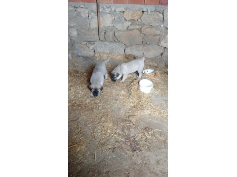 Sivas'tan Has Kangal Köpeği Yavrular