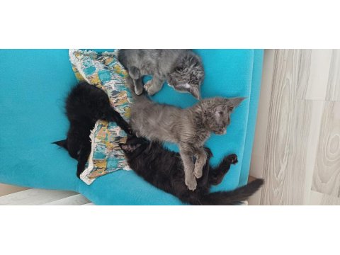 Blue Ve Black Smooke Maine Coon