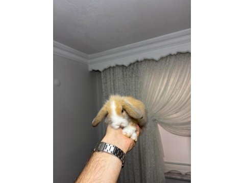 Safkan Evcil Yavru Tavşanlar Gönderim Var