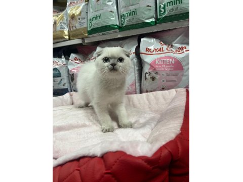 Türünün En Güzel Örneklerinden Scottish Fold Yavrularımız