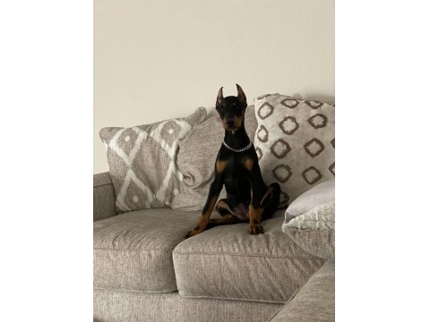 Safkan Estetikli Doberman Köpekler