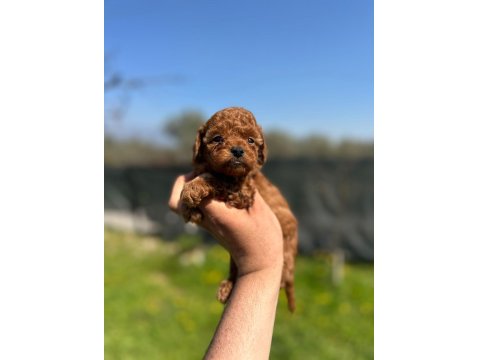 Mini Toy Poodle Bebekler Evden