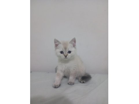 2 Aylık Scottish Straight Teslime Hazır Yavrular