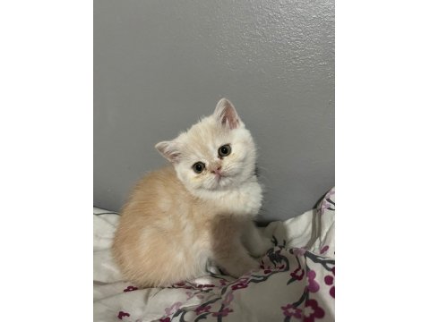 İran Persian Cinsi İki Adet Dişi Yavru