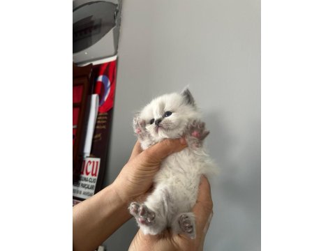 Prenslerim British Longhair