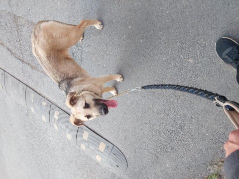 Ücretsiz Sahiplendirilecek Köpeğimiz