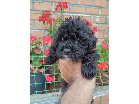 Maltipoo Minik Şekerler