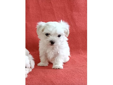 0 Numara Maltese Köpeği Yavrular