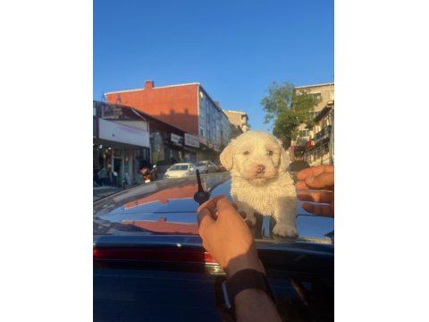 Maltese 2 Buçuk Aylık Erkek