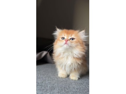 Orjinal British Longhair Yavrular