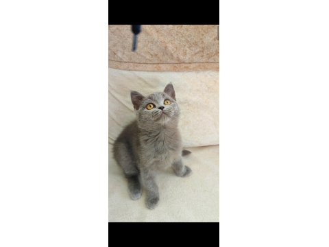 Gri Lilac Dişi Erkek Yavru Kediler