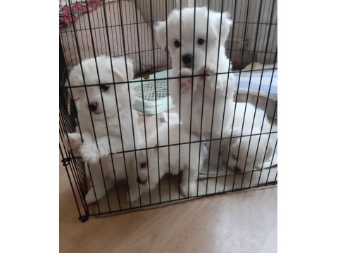Mini Boy Maltese Yavrular