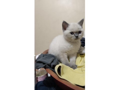 Muhteşem Blue Point British Shorthair Yavrusu 2 Aylık Ve Tuvalet Eğitimli