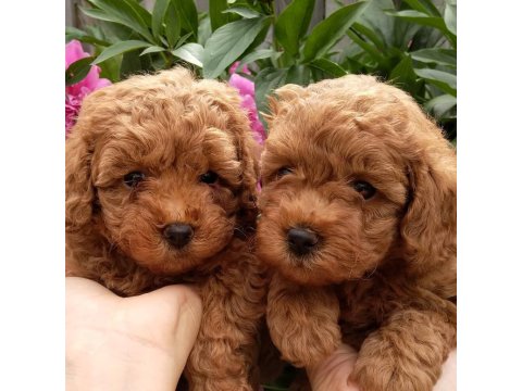 Toy Poodle Efsane Yavrular