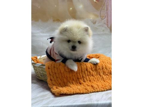 2 Aylık 2 Dişi Ve 1 Erkek Pomeranian