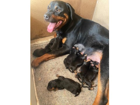 Dünya Güzeli Koca Kafa Rottweiler Yavruları