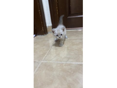 Sahiplendirme Ve Satın Alma British Shorthair