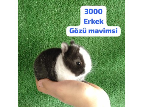Orjinal Cüce Tavşan Yavruları