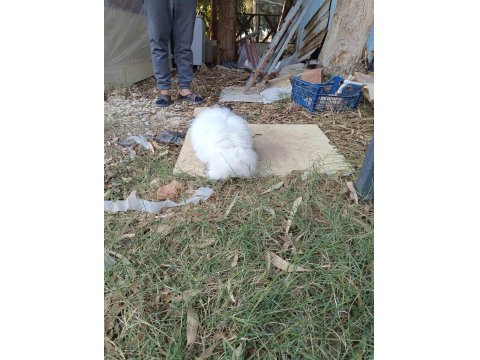 Hollanda Teddy Lop Tavşanı 8 Aylık