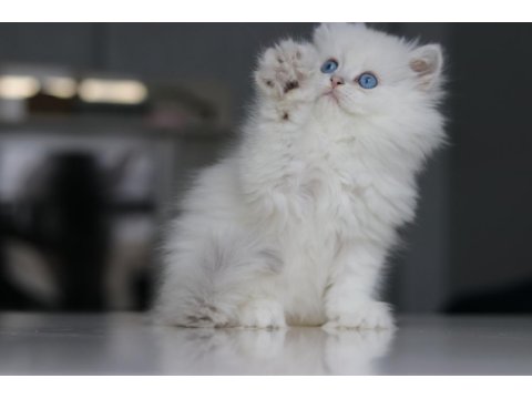 Full Şecereli Babadan Teslime Hazır British Longhair Erkek