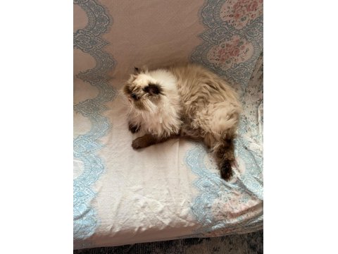 İran Himalayan Tatlı Kedimize Yuva Arıyoruz