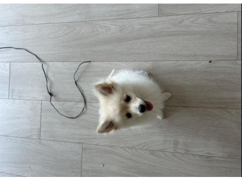 Pomeranian 3 Aylık Dişi