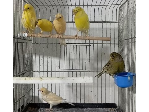 Eşe Hazır Dişi Kanaryalar